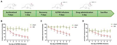 SIRT1-regulated ROS generation activates NMDAR2B phosphorylation to promote central sensitization and allodynia in a male chronic migraine rat model